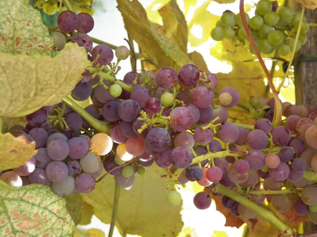 Growing Grapes in Your Backyard | Grimm's Gardens