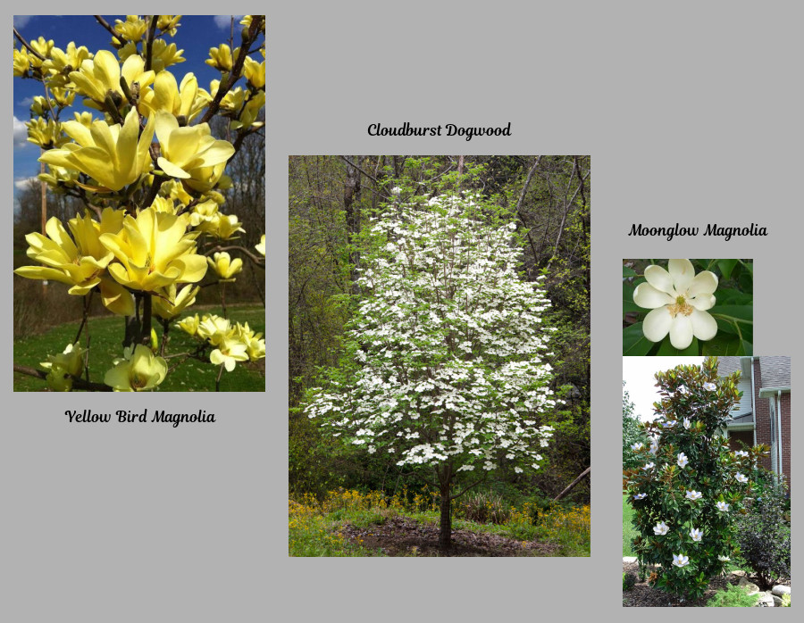 ornamental trees