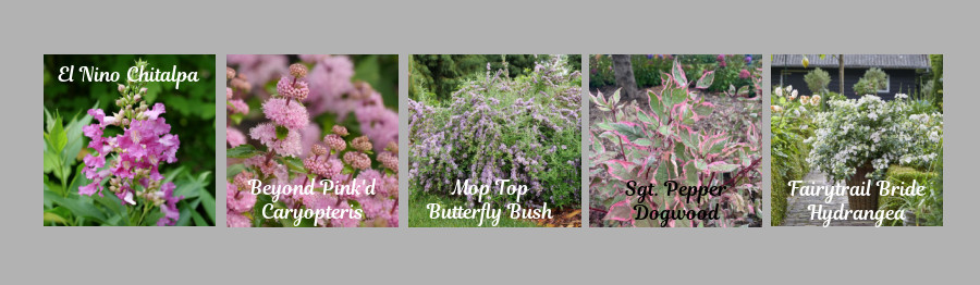 new plants for 2026 - Proven Winner Shrubs