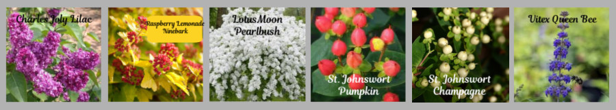 other new shrubs