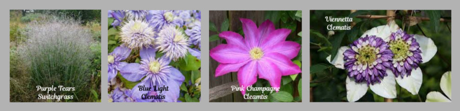 new grasses and clematis coming in 2026