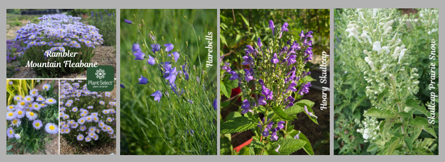 new native plants for 2026