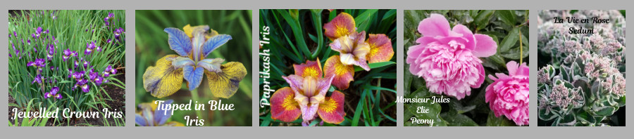 new perennials for sun