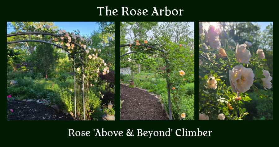 my garden - rose arbor