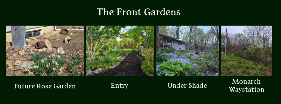 my garden - entry and front gardens