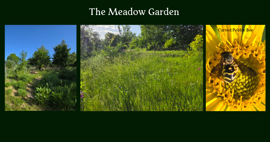 my meadow garden