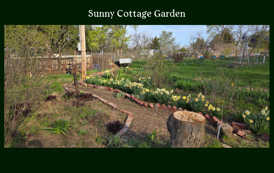 my garden - Sunny Cottage Garden