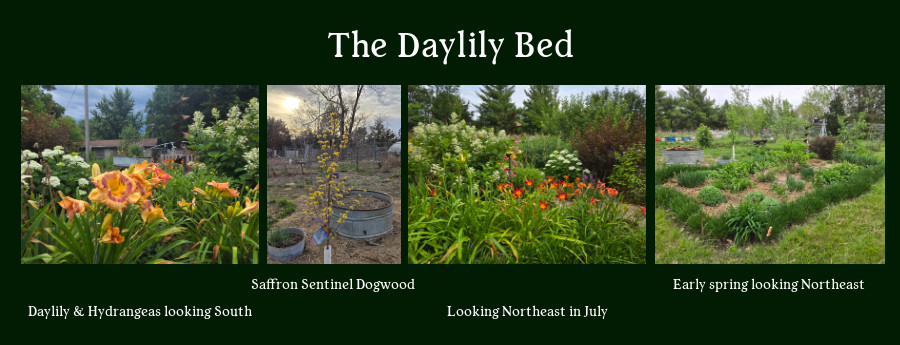 the Daylily Bed