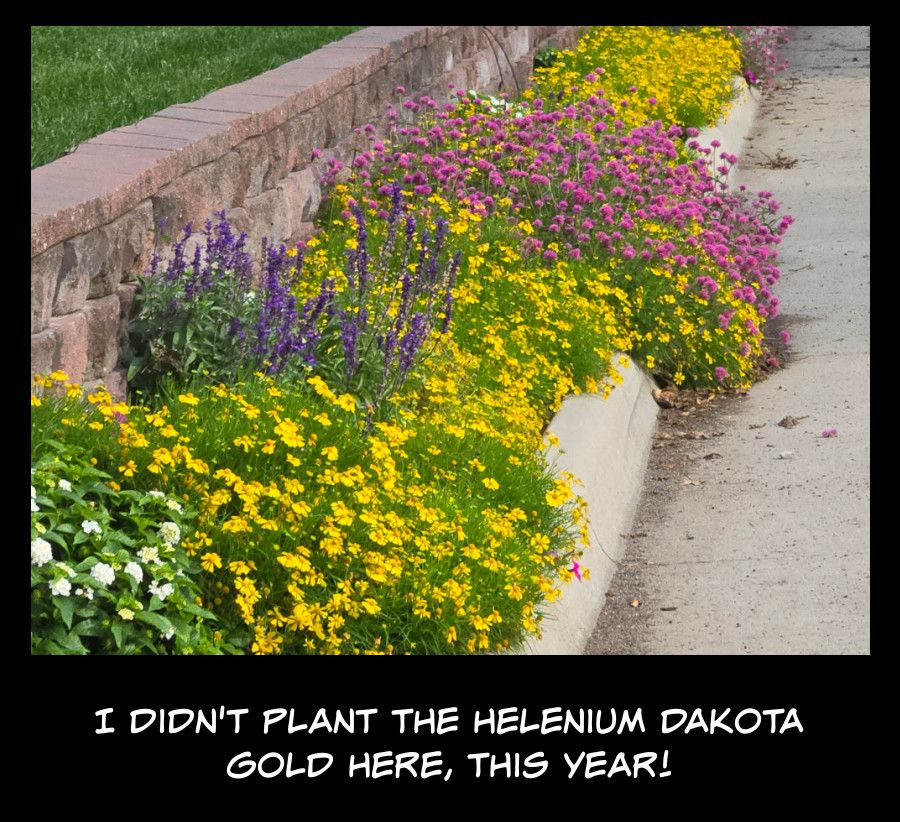 Helenium Dakota Gold