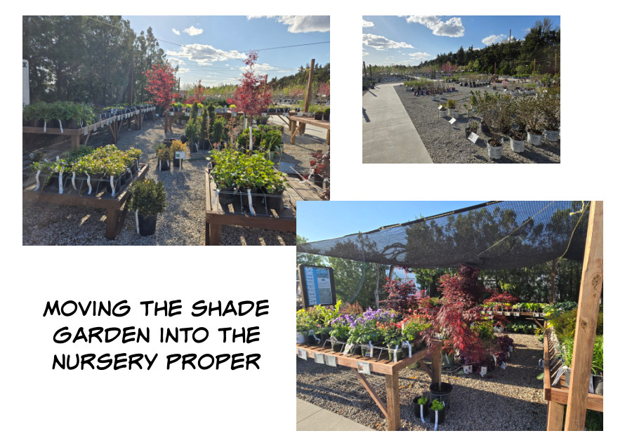 Grimm's Gardens shade plants in the nursery 2025