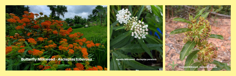 milkweeds for the Southern forests