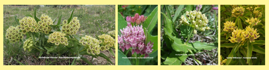 Asclepias for the Central Plains