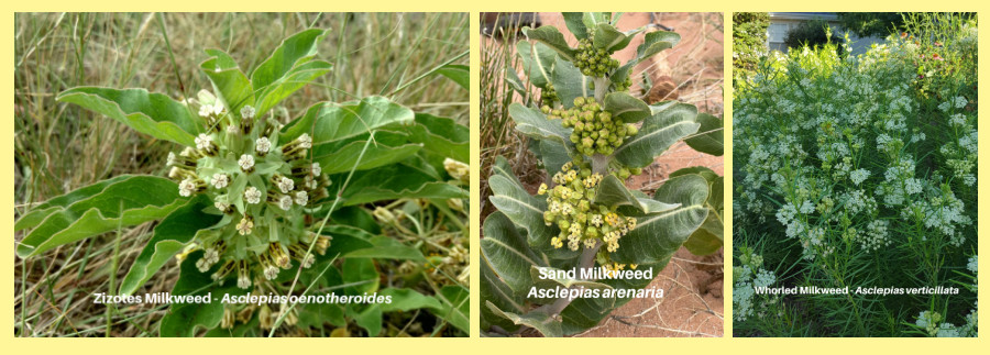milkweed types for the Southern Plains