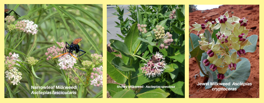 milkweeds for North American desert lands
