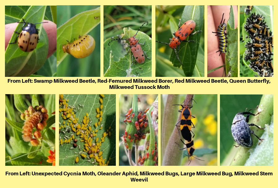 pests of milkweeds