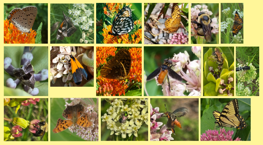 pollinators of milkweed