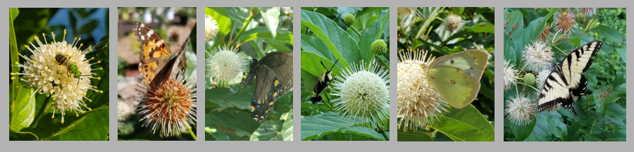 pollinators of buttonbush