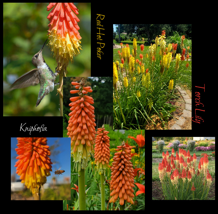red hot poker
