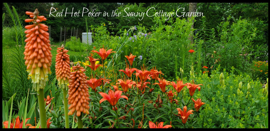 in the Sunny cottage garden