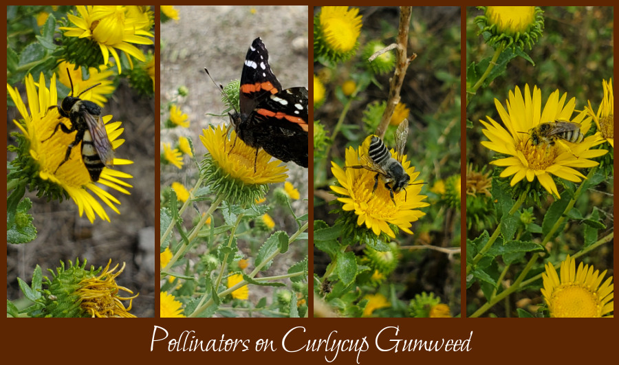 pollinators on curlycup gumweed
