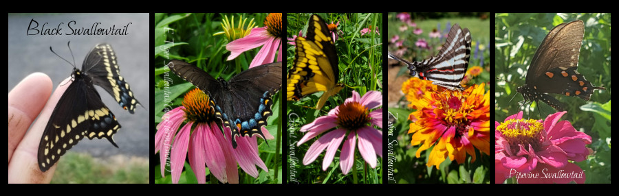 swallowtail butterflies