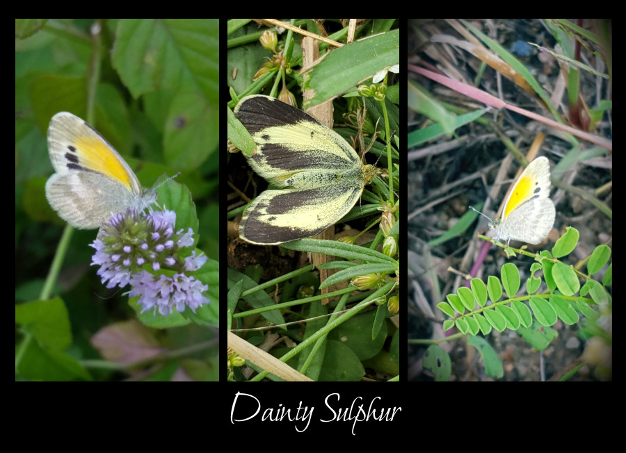 dainty sulphur