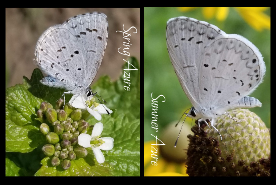 Azure butterflies