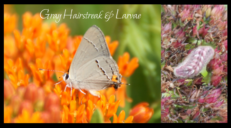 gray hairstreak butterfly