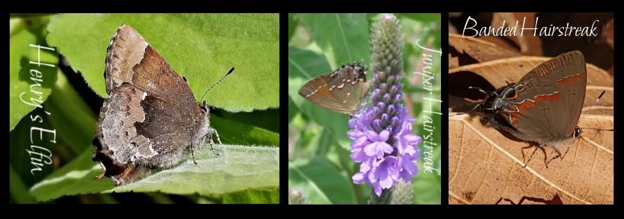 hairstreak butterflies
