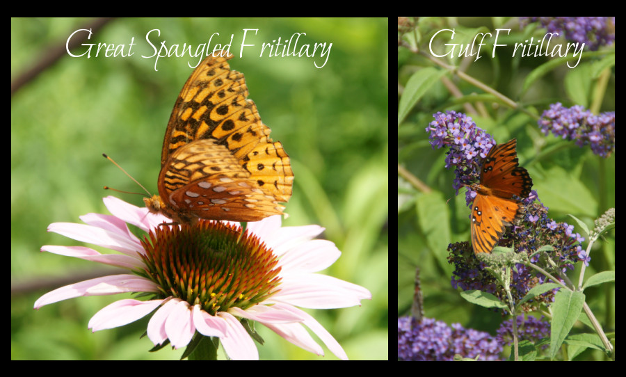 common butterflies - fritillaries