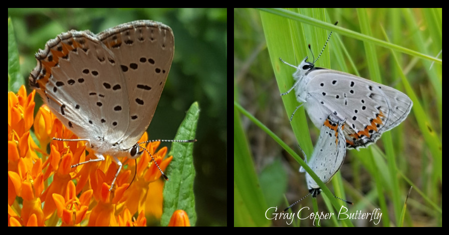 gray copper butterfly