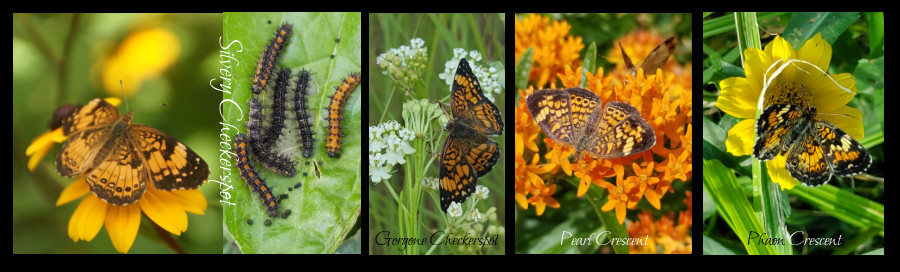 common butterflies - checkerspots