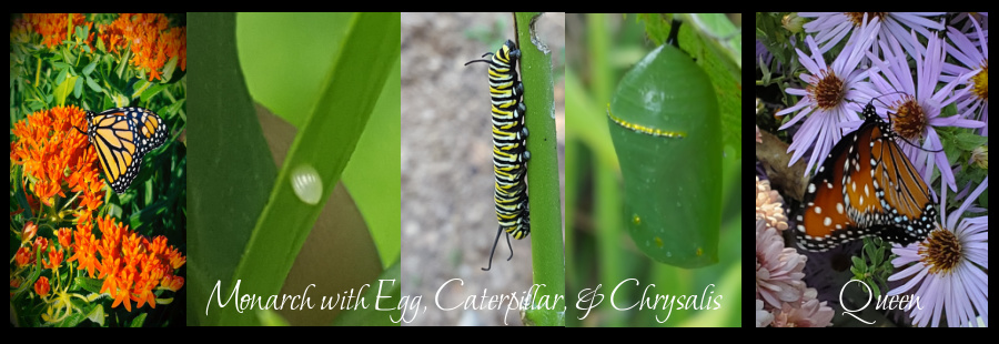 Milkweed butterflies