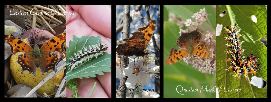 anglewing butterflies