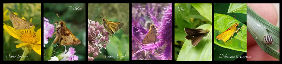 common grass skippers