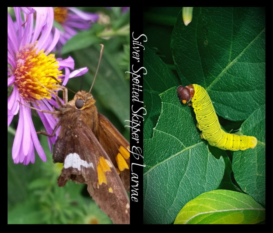 silver spotted skipper