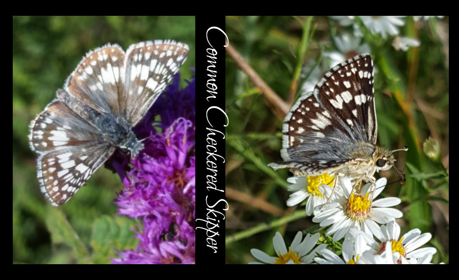 common butterflies - common checkered skipper