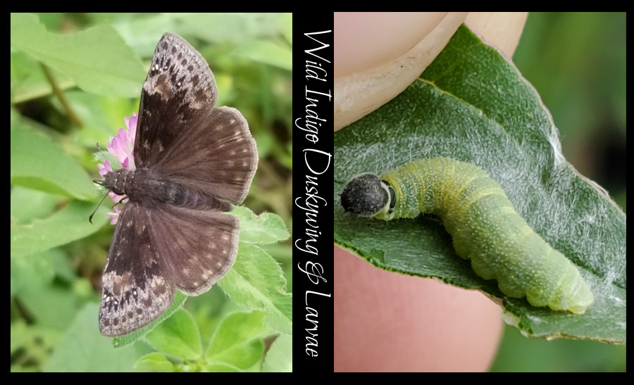 wild indigo duskywing