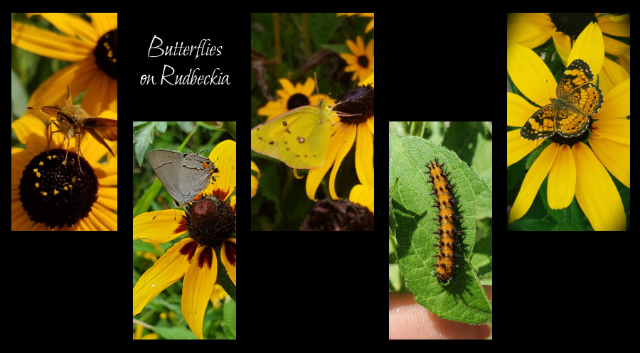 wild plants of rudbeckia