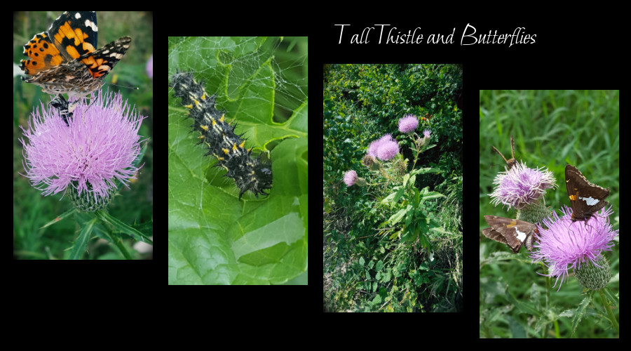 tall thistle for butterflies