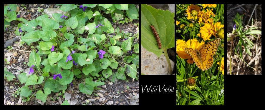 wild violets
