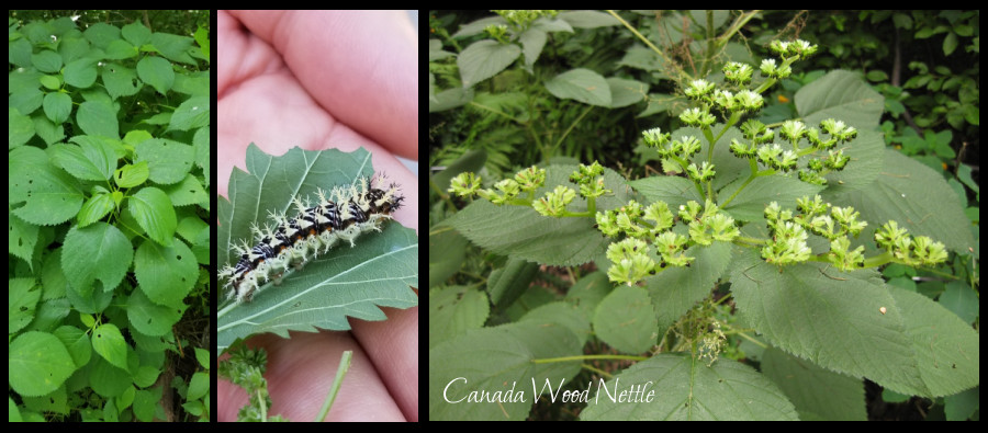 wild plants - wood nettle