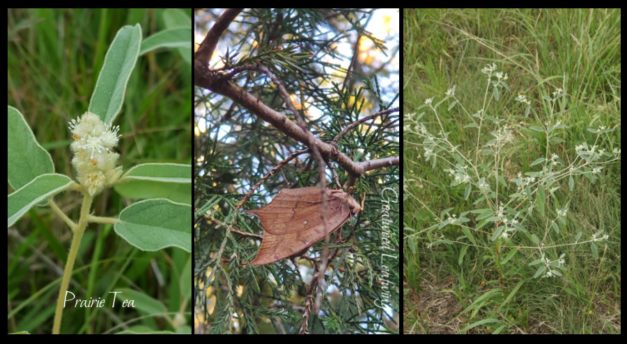 Prairie Tea