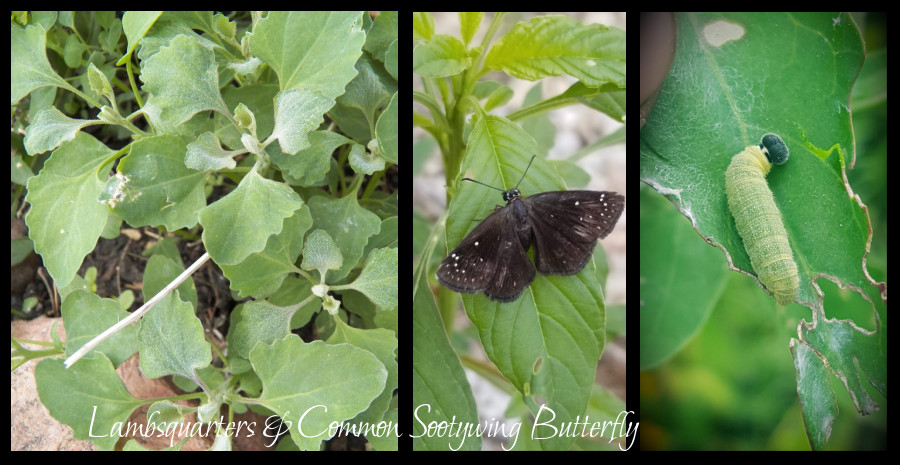 wild plants - lambsquarters