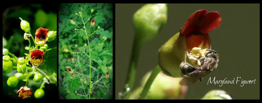 Maryland Figwort