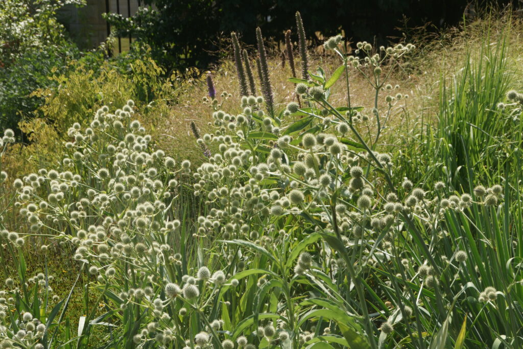 Kansas State University Gardens