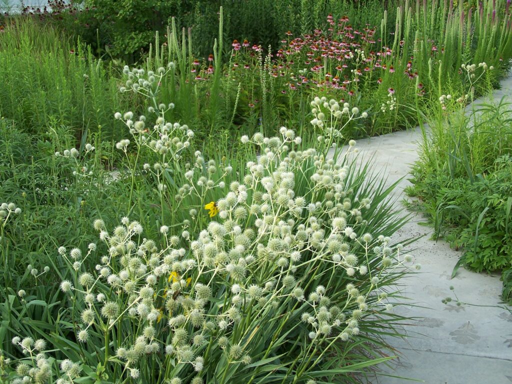 rattlesnake master in the garden