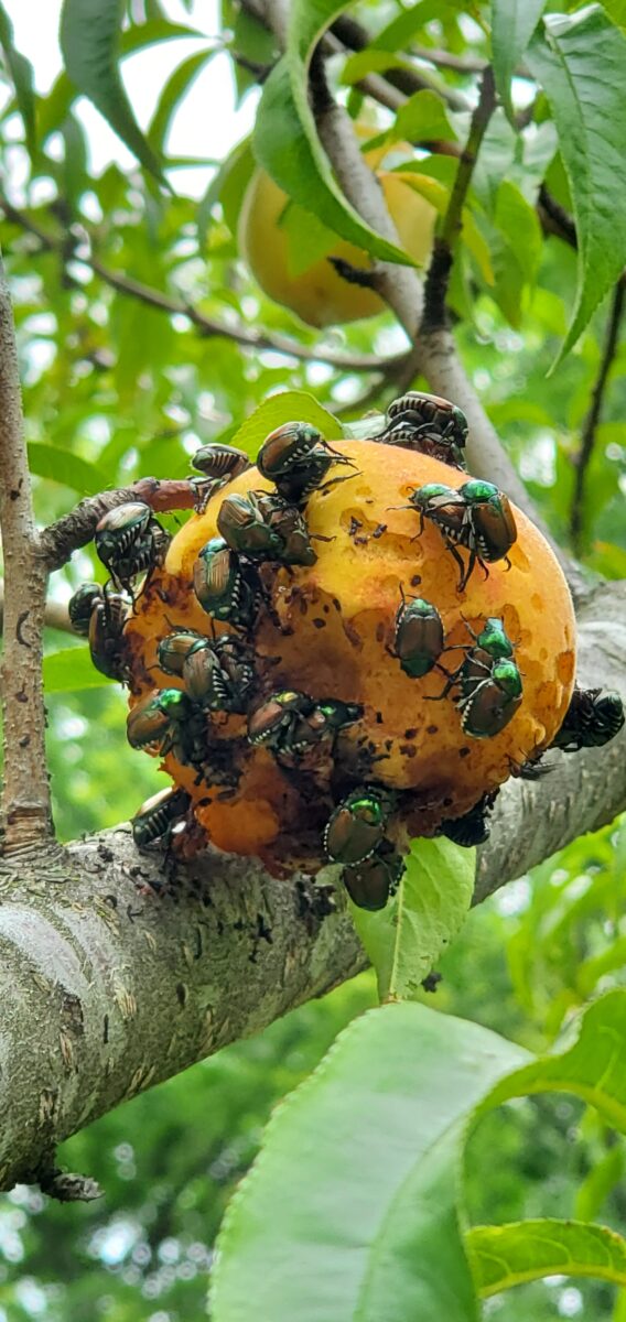 Japanese beetles eating peaches