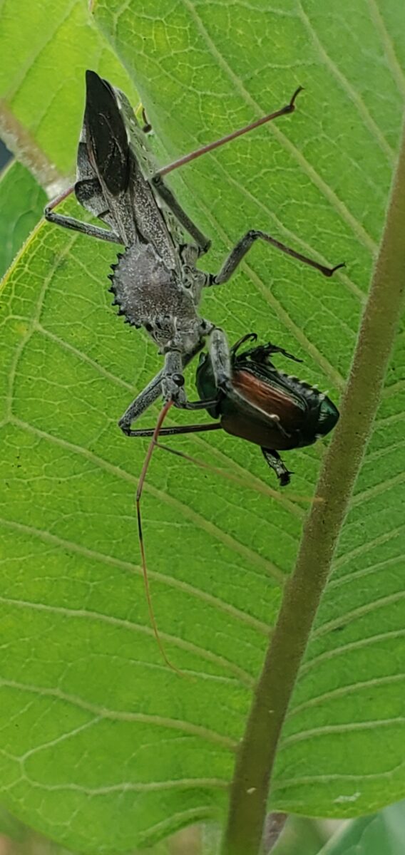 wheel bug eating a Japanese beetle