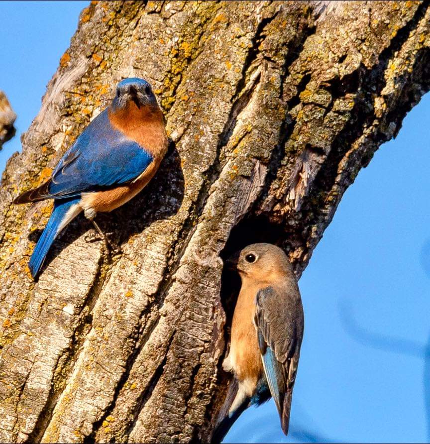 bluebirds checking into a tree